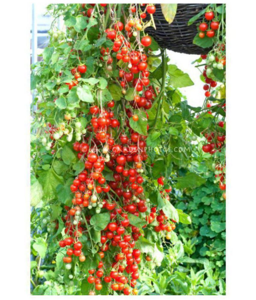     			Cherry Tomato Vegetables Seeds - Pack of 50 Hybrid Seeds