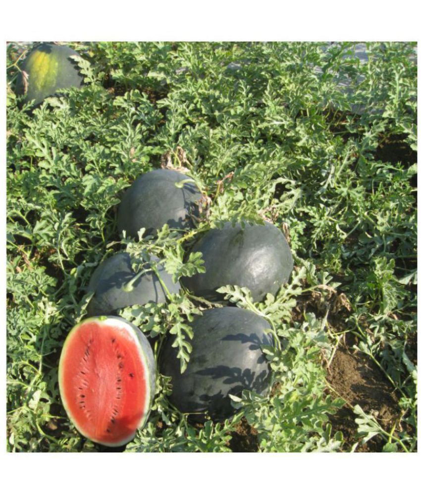     			Watermelon Extremely Sweet fruit seeds- F1 Hybrid 10 Seeds