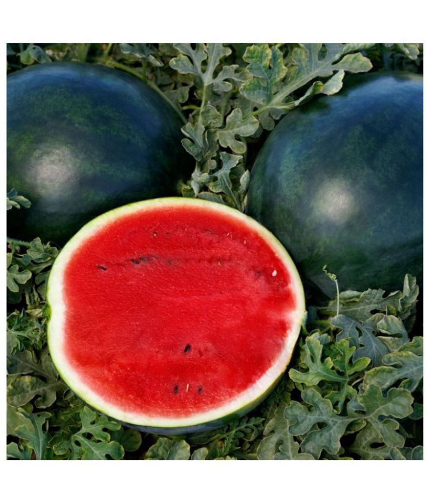     			Watermelon fruit seeds F1 Hybrid Green -10 Seeds