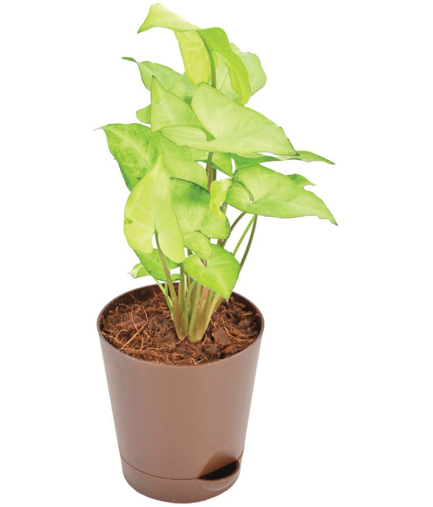     			UGAOO Syngonium White Butterfly Natural Live Indoor Plant with Pot