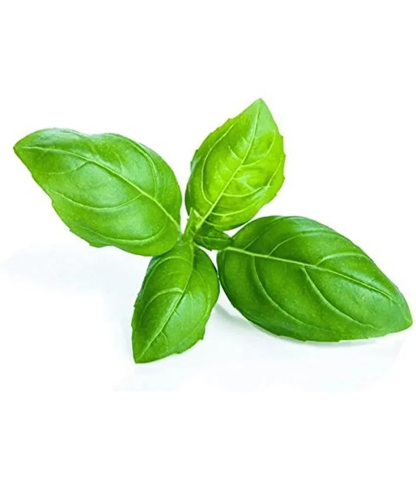 Tulasi seeds Recron tulsi seeds Black Holy Basil 100 seeds