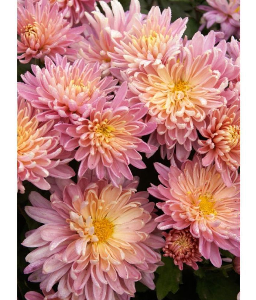 Indian Chrysanthemum Mixed Color Flower ( 50 - Seeds) for Home Garden,Resorts ,Apartments