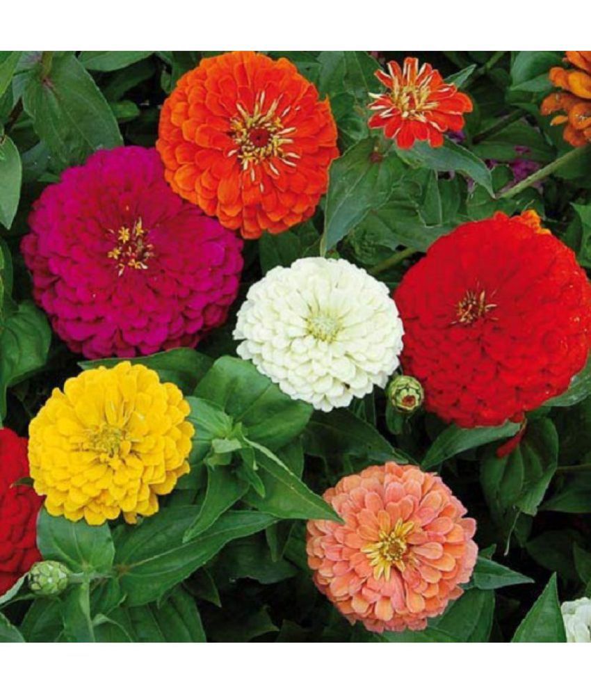     			Zinnia Mixed Flower Desi Seeds Summer Variety Special (Multicolour) pack of 30