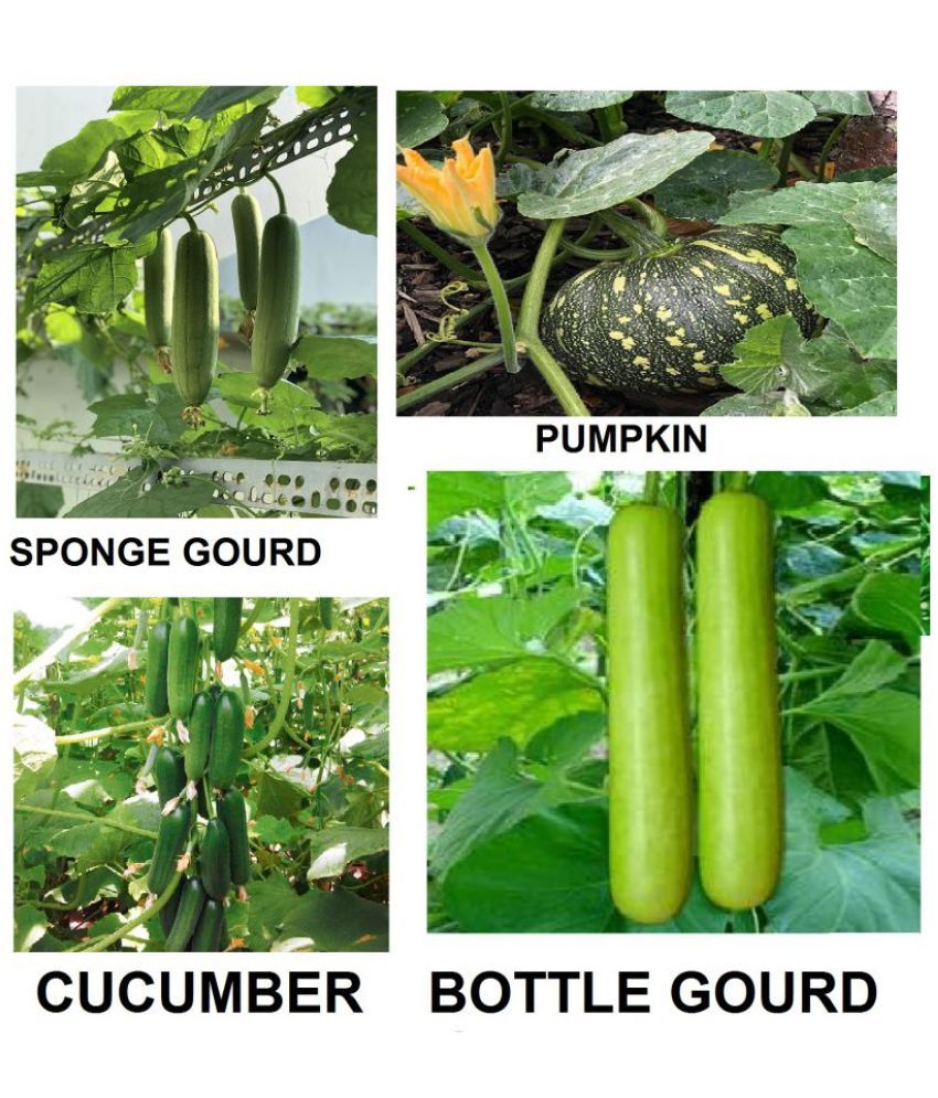     			40 Vegetable Seeds Combo (cucumber + sponge guard + bottle guard +pumpkin ) with Instruction Manual