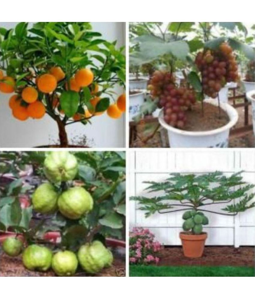    			20 Fruit Seeds Combo (Orange, Guava, Grapes & Papaya) | With Manual