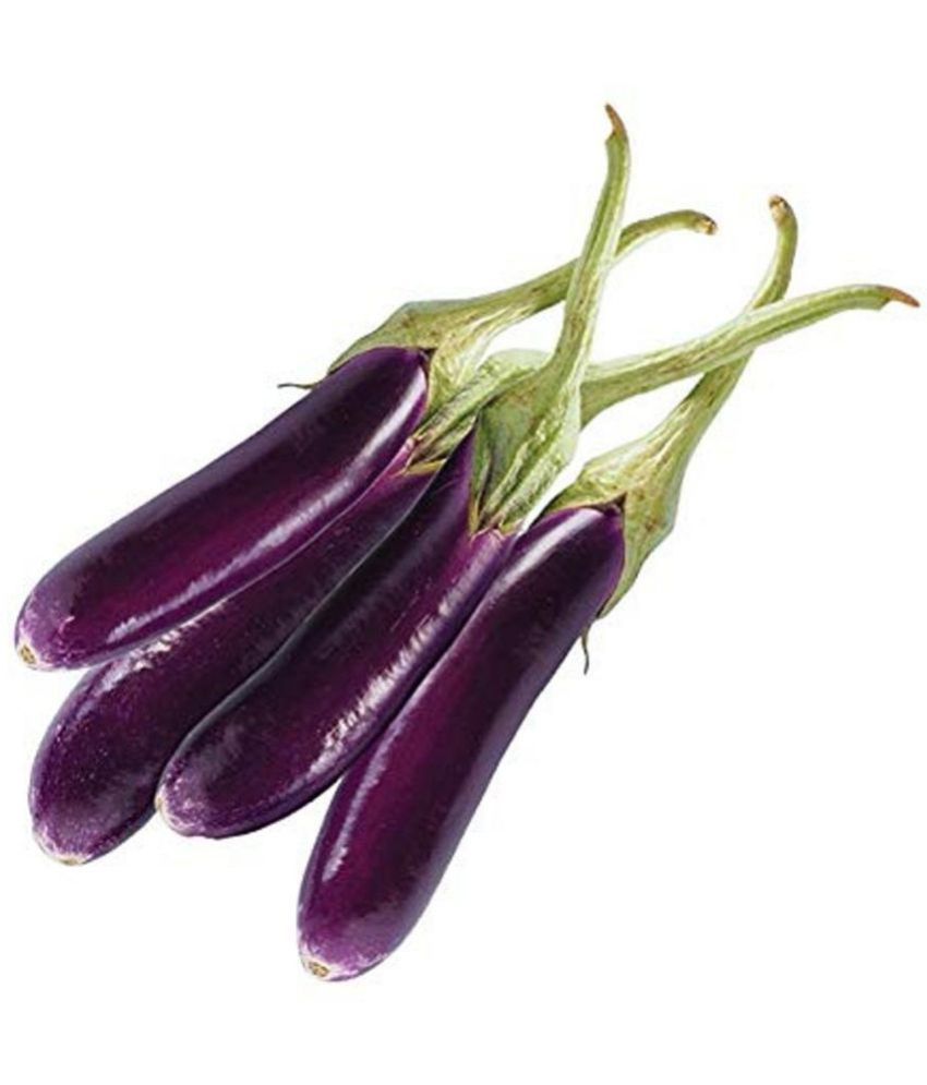     			BRINJAL Purple Long Vegetable Seed, F1 Hybride (50 seeds)