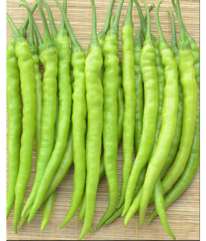     			High yielding chilli F1 hybrid Green Chilli | Pack of 50 seeds.