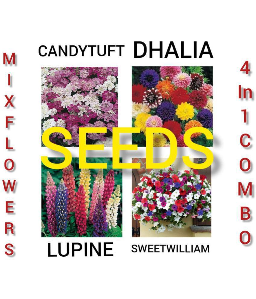     			Mix FLower Home Decorative Combo Seeds pack of 20 seeds.