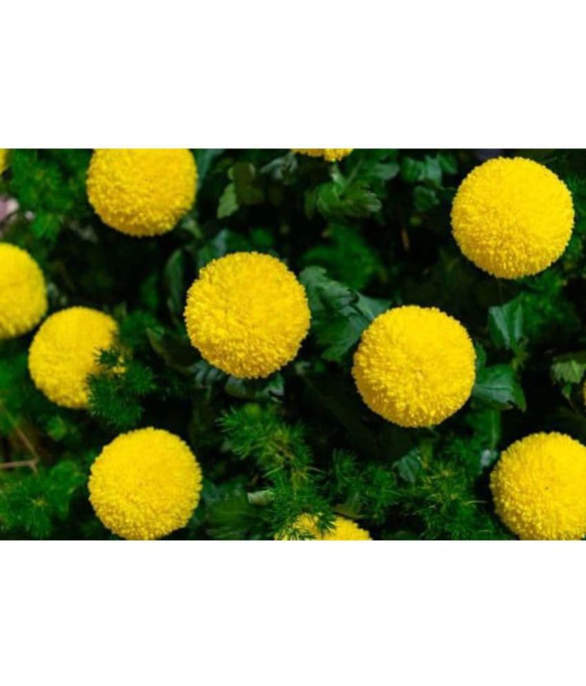     			Yellow Marigold flower seeds- (30 seeds)