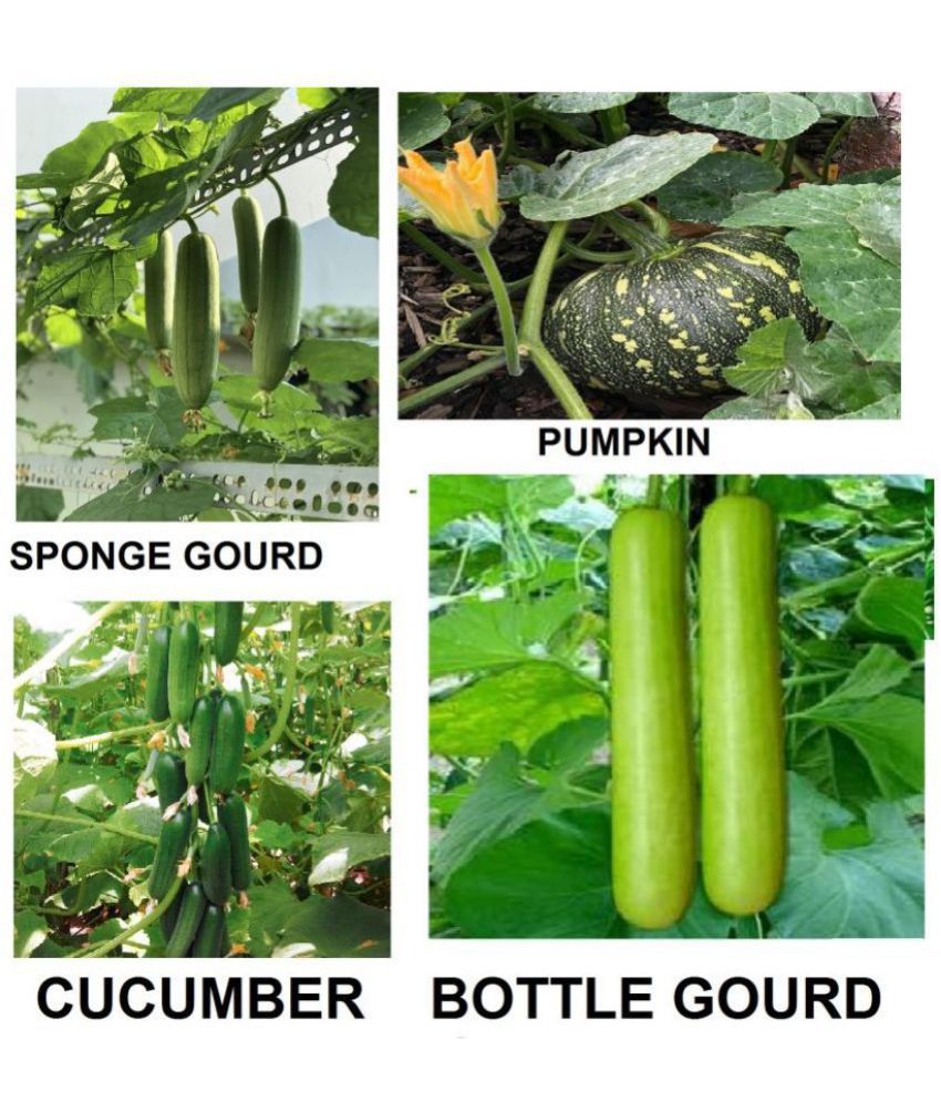     			mega veg combo - cucumber + sponge guard + bottle guard +pumpkin ( pack of 40 seeds ) + with Instruction Manual