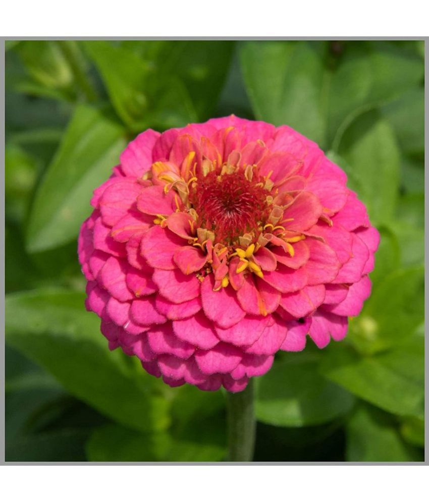     			Zinnia pink Color - Desi Flower Seeds pack of 30