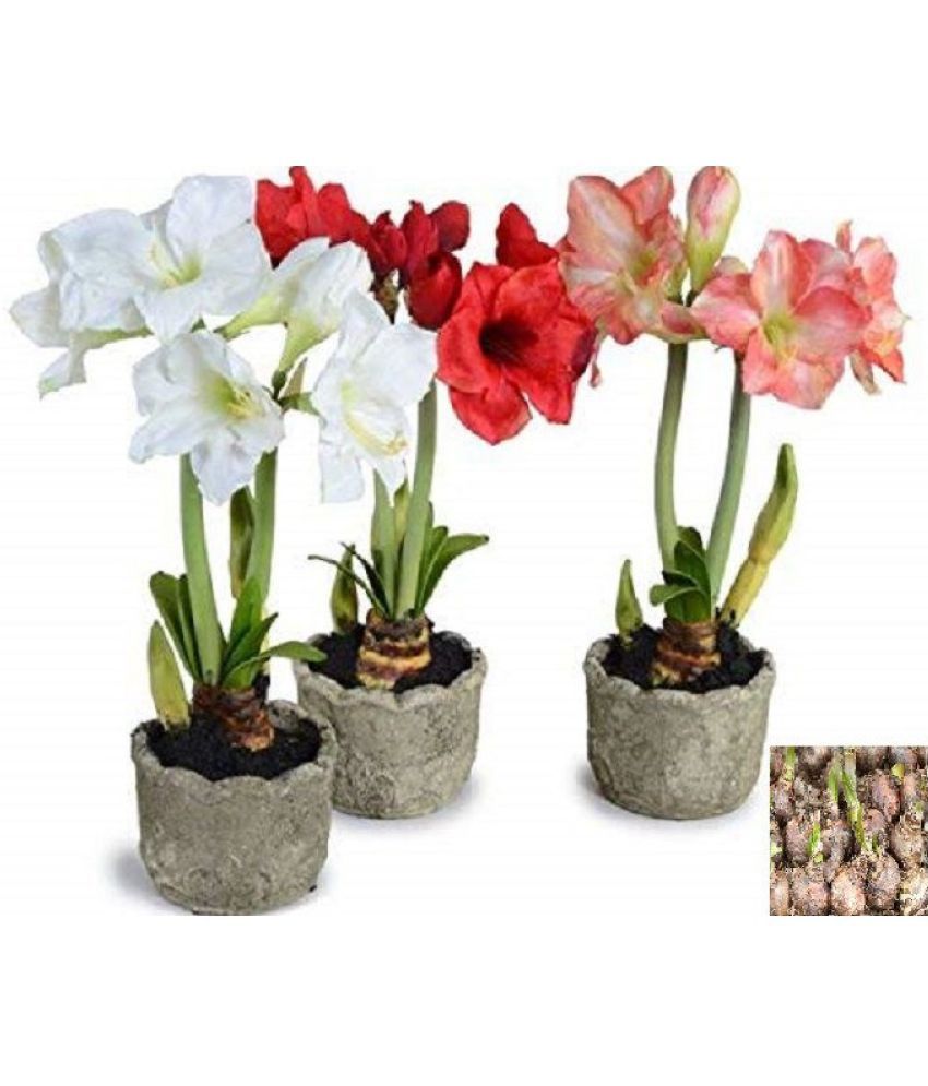     			Amaryllis Lily Flower Bulbs (Pack of 5 Bulbs)