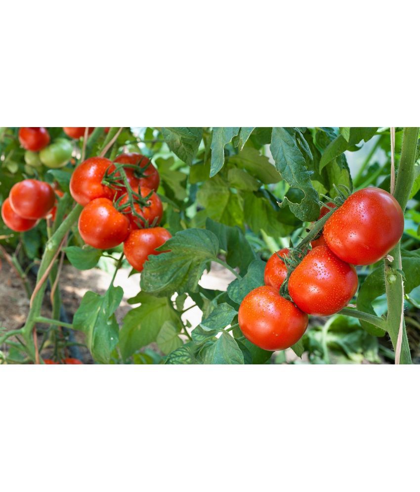     			Hybrid Indian Climbing Tomato 100 Seeds Pack