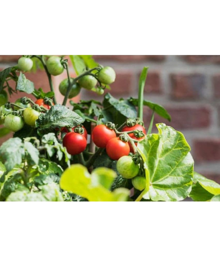     			Vegetable Seeds Desi Tomato Hybrid Seeds - Tomato Seeds For Gardening Home Garden pack of 100 Seeds