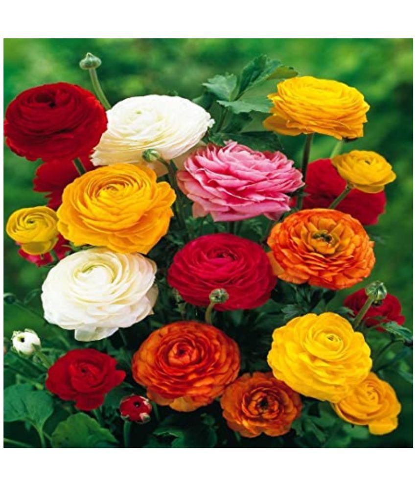     			Ranunculus asiaticus home garden Flower Seeds - 50 seeds