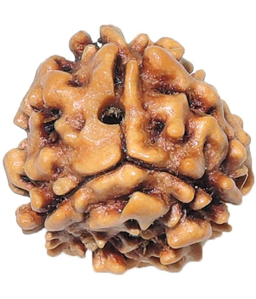     			Amriteous Rudraksha Pack of 1