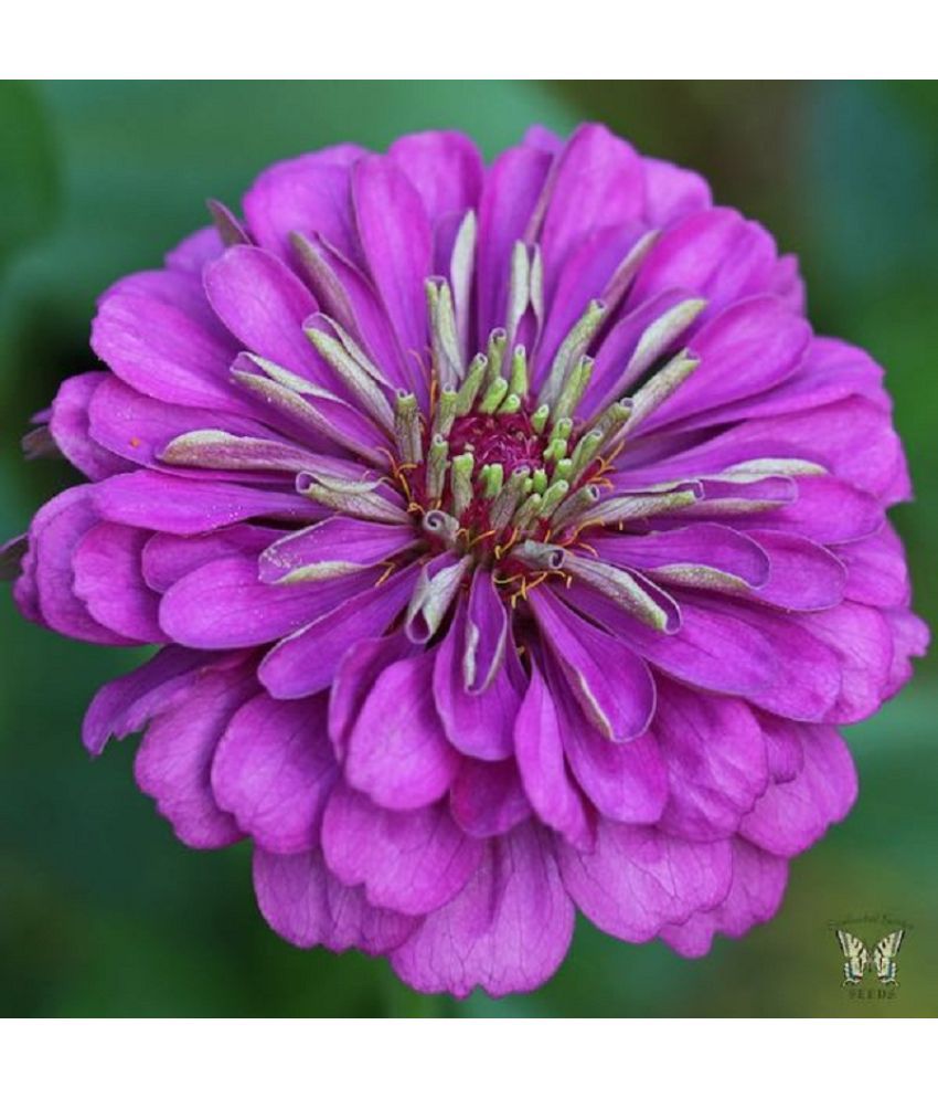     			Beautiful purple Zinnia Flowers Seeds - 30 Seeds