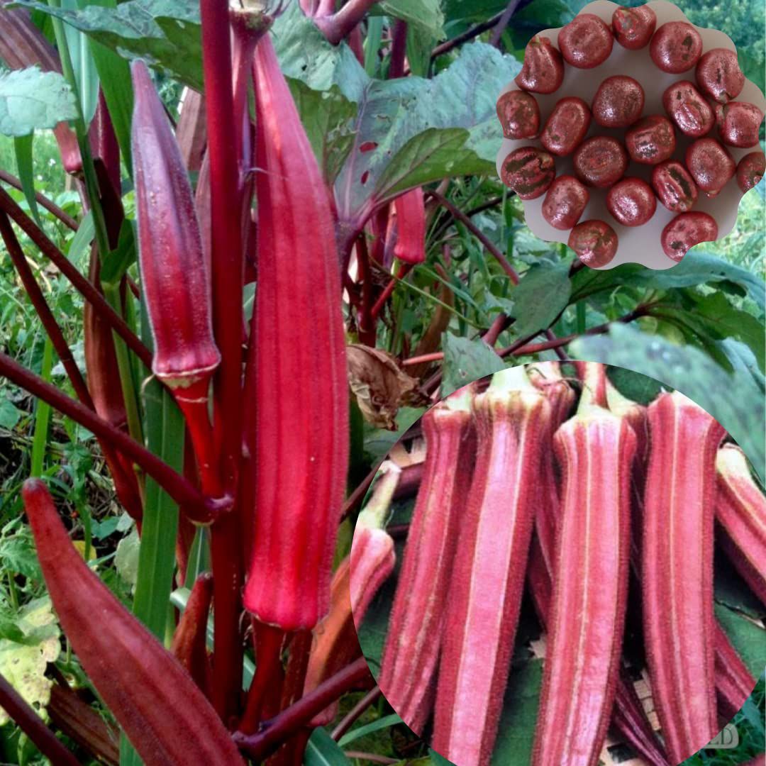 HOMETALES Red Okra Bhindi (Lady's Finger) pack of 50 seeds