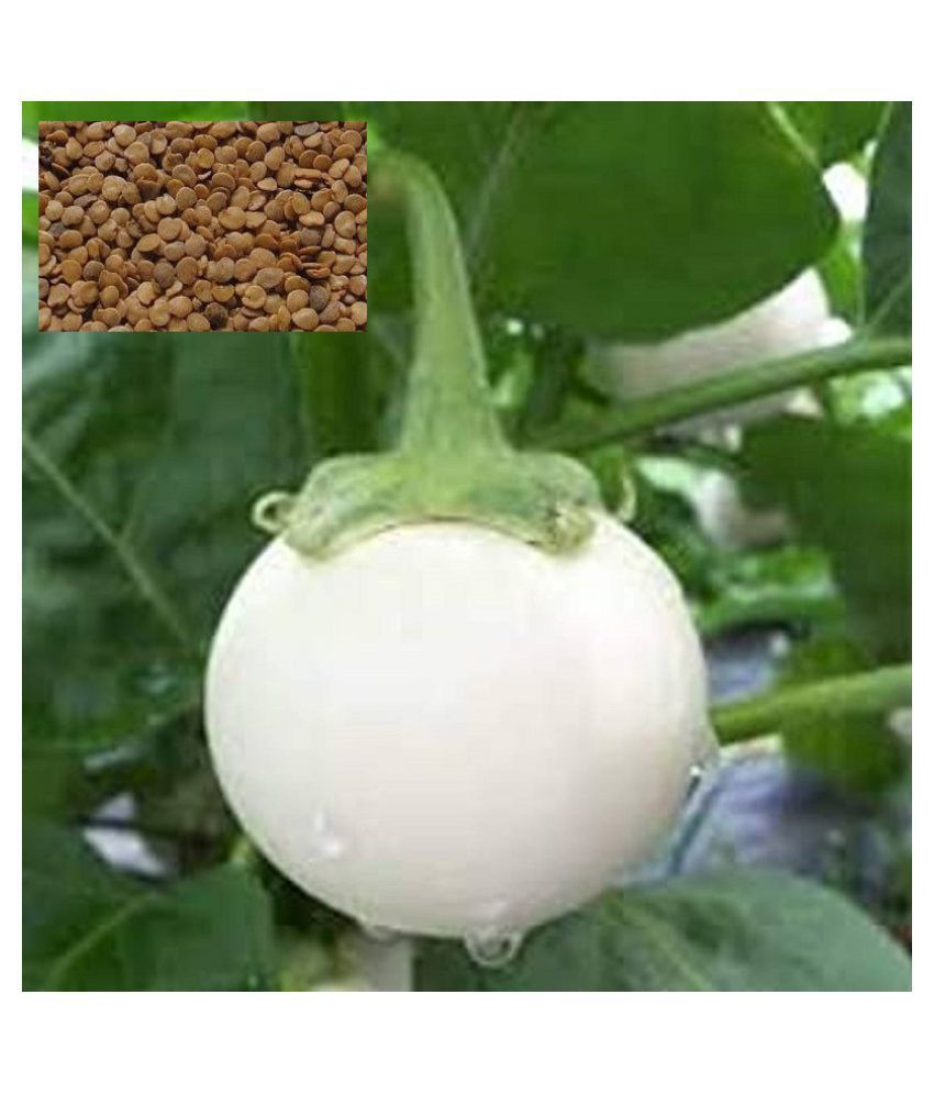     			Matrix White Eggplant-Brinjal Baigen Seed