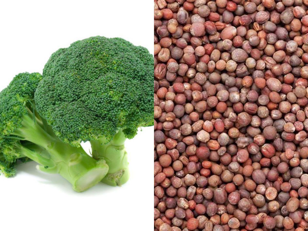     			Broccoli f1 hybrid - 30 seeds