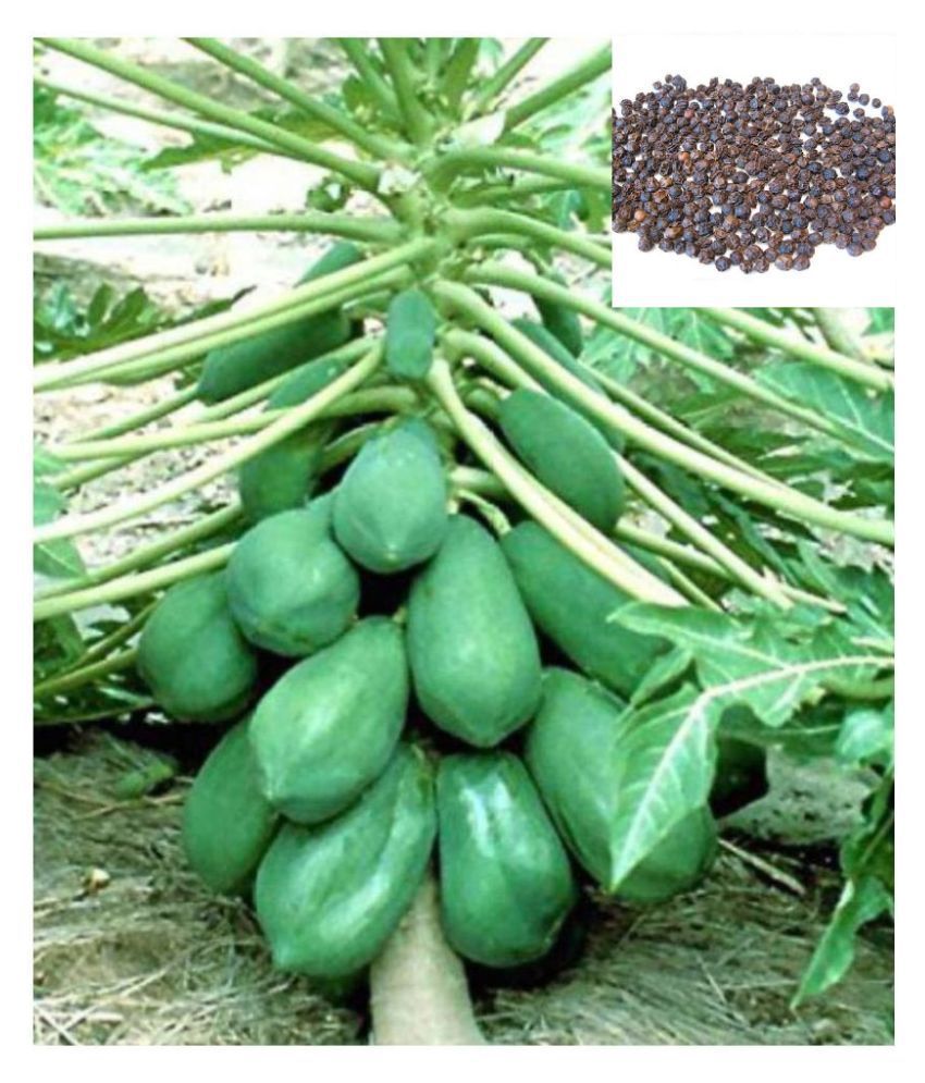     			Dwarf Papaya F1 Hybrid Fruit Seeds 50 Seeds