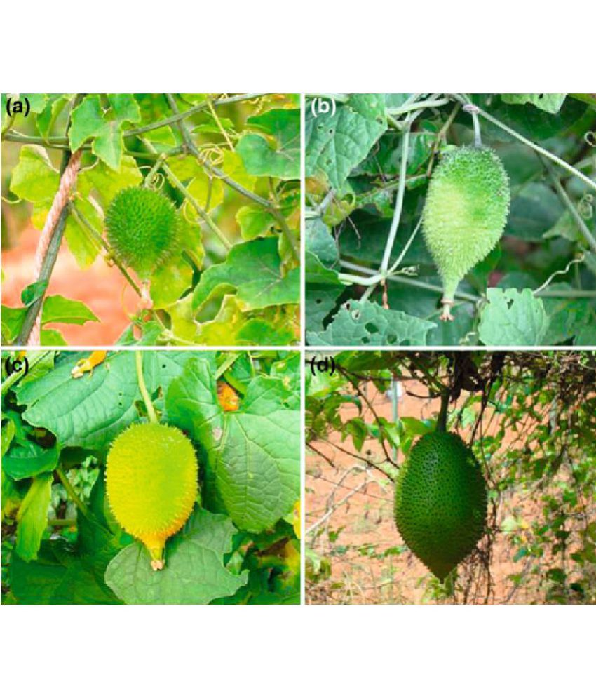     			Kantola seed - ( 20 seed ) spiny gourd - Momordica dioica - teasle gourd Seed