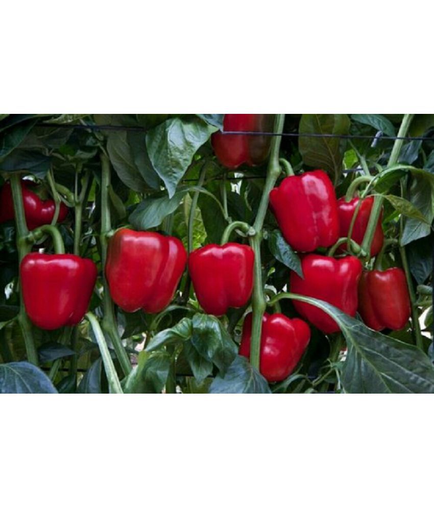     			Capsicum Red (Bell Pepper) Seeds -50 Seeds Per Pack