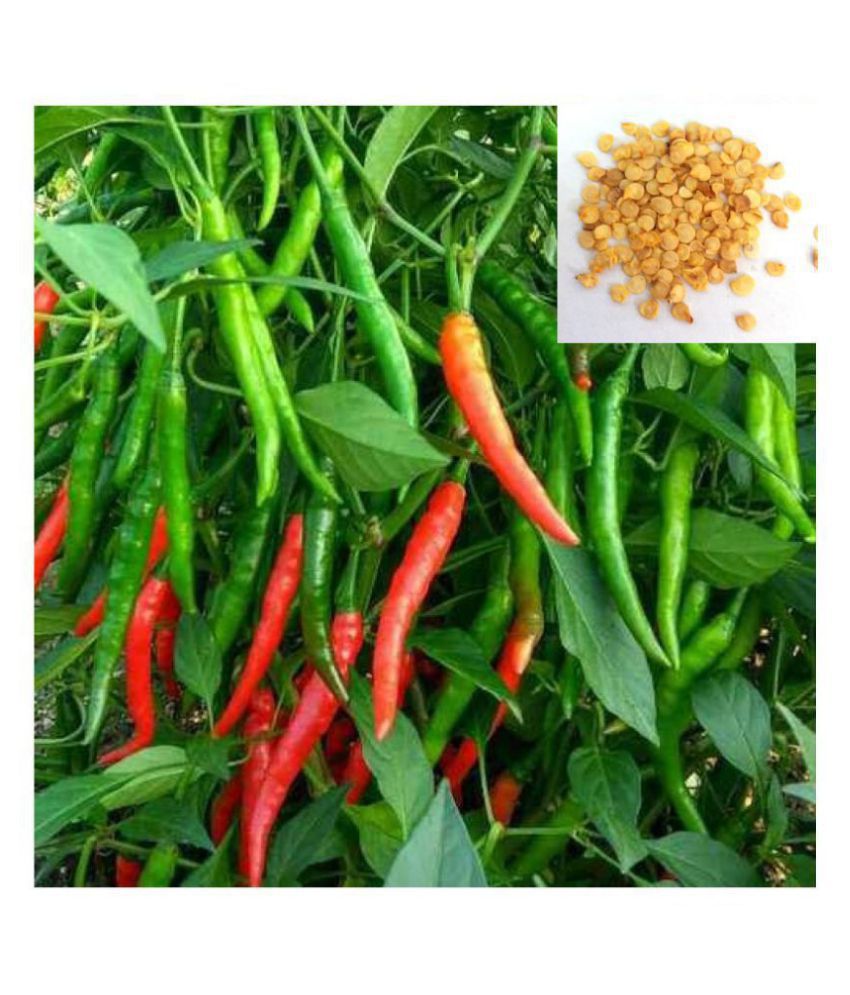     			Chili Seeds Hot Jwala Pariksha Hybrid (Pack of 50 - 1 Packets) + Instruction Manual