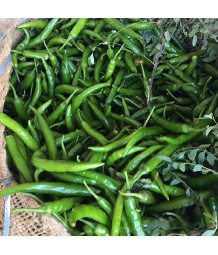     			Hybrid Green Chilli Seeds | Pack of 50 Seeds
