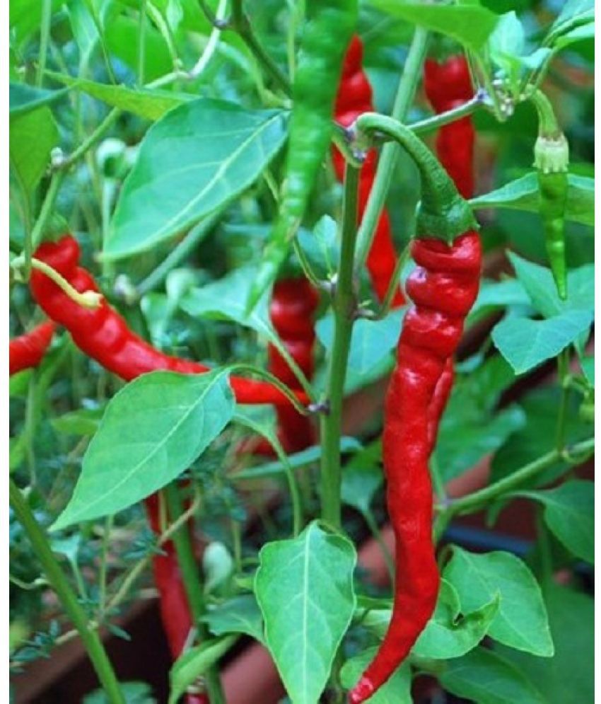    			Chili Pepper Seeds Hot Jwala Hybrid (Pack of 100 )