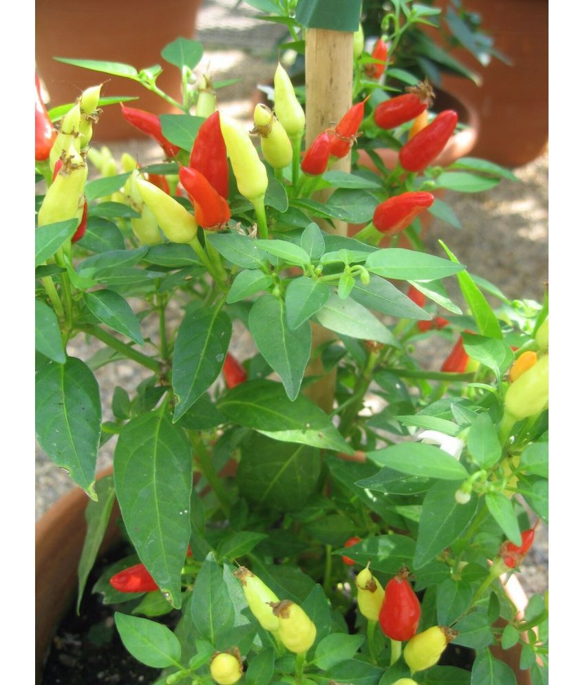     			Hot Red Spicy Chili Seeds FOr HOme & Kitchen Gardening PAck of 100 Seeds