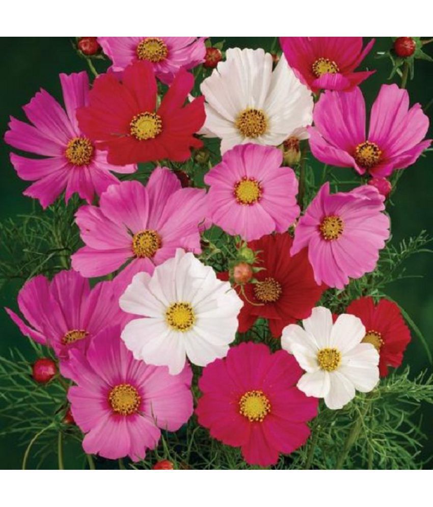     			Cosmos mixed Flower Seeds F1 Hybrid Seeds