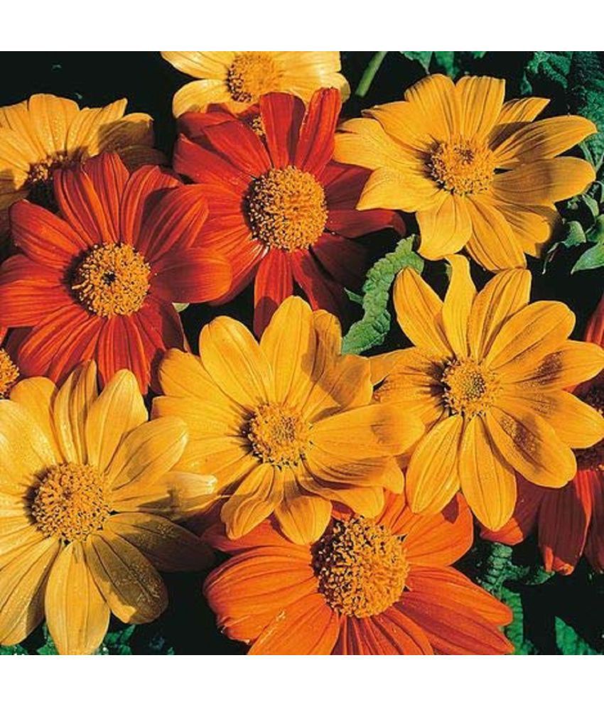     			Floriculture Greens Tithonia Mix Color Flower (Mexican Sunflower) Seeds For Home Gardening Planting 50 SEEDS
