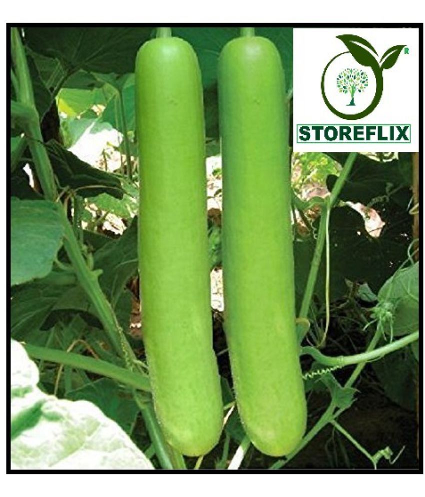     			STOREFLIX BOTTLE GOURDLONG VEGETABLE PLANT Seed (20 per packet) WITH USER MANUAL