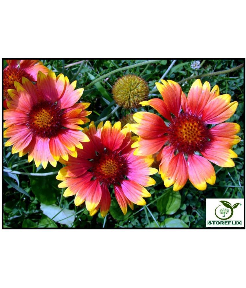     			STOREFLIX GAILLARDIA MIX VARIETY FLOWER Seed (30 per packet) WITH FREE COCOPEAT SOIL AND USER MANUAL