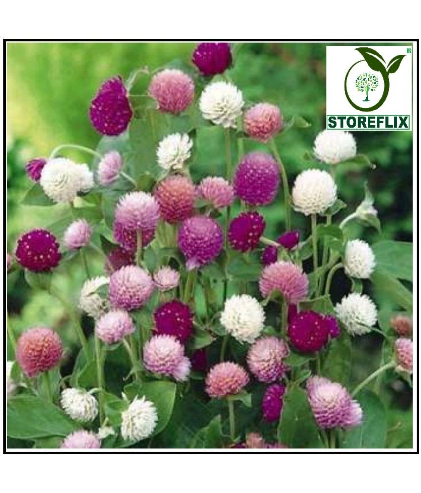     			STOREFLIX Gomphrena FLOWER MIX VARIETY Seed (30 per packet) WITH FREE COCOPEAT SOIL AND USER MANUAL