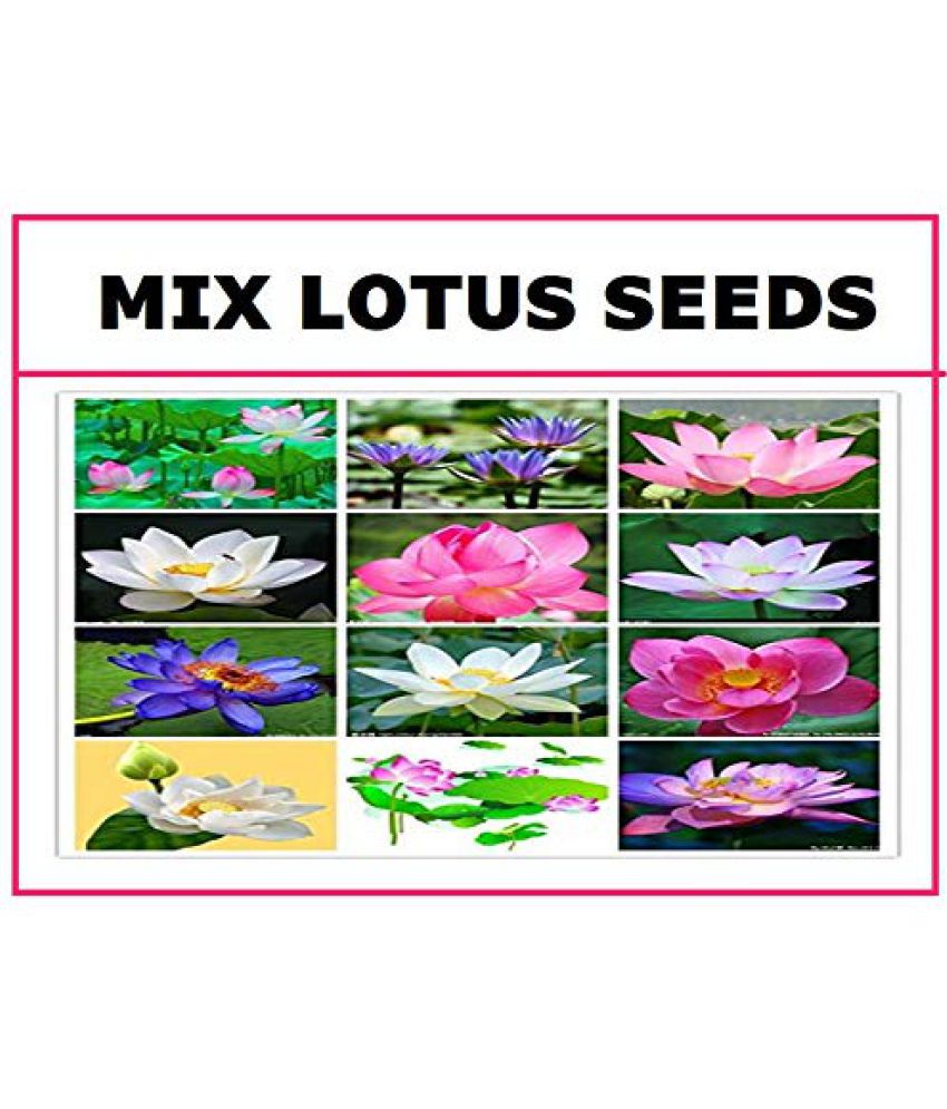     			STOREFLIX MIX COLOR  LOTUS KAMAL FLOWER  Seed (20 per packet) WITH USER MANUAL