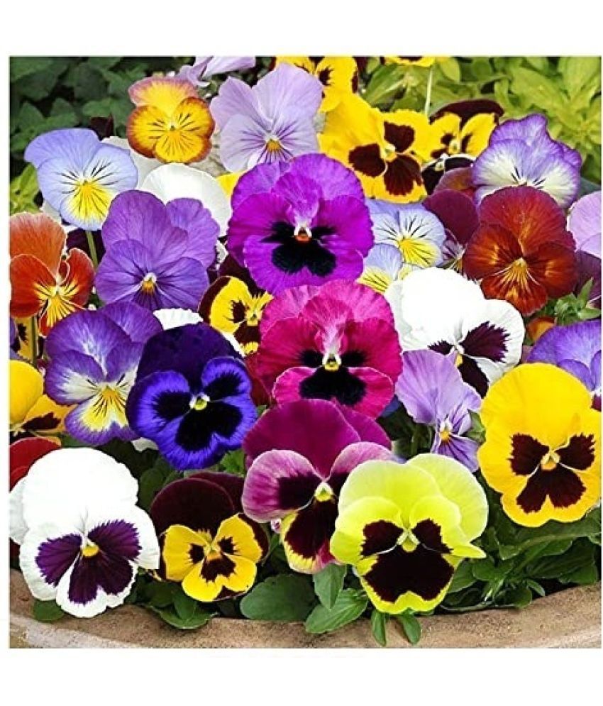     			STOREFLIX PANSY FLOWER PLANT Seed (30 per packet) WITH FREE COCOPEAT SOIL AND USER MANUAL