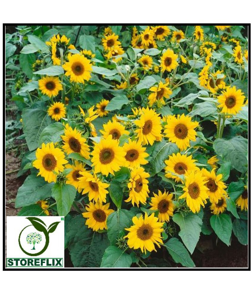     			STOREFLIX SUNFLOWER MEDIUM SURAJMUKHI Seed (50 per packet) WITH FREE COCOPEAT SOIL AND USER MANUAL