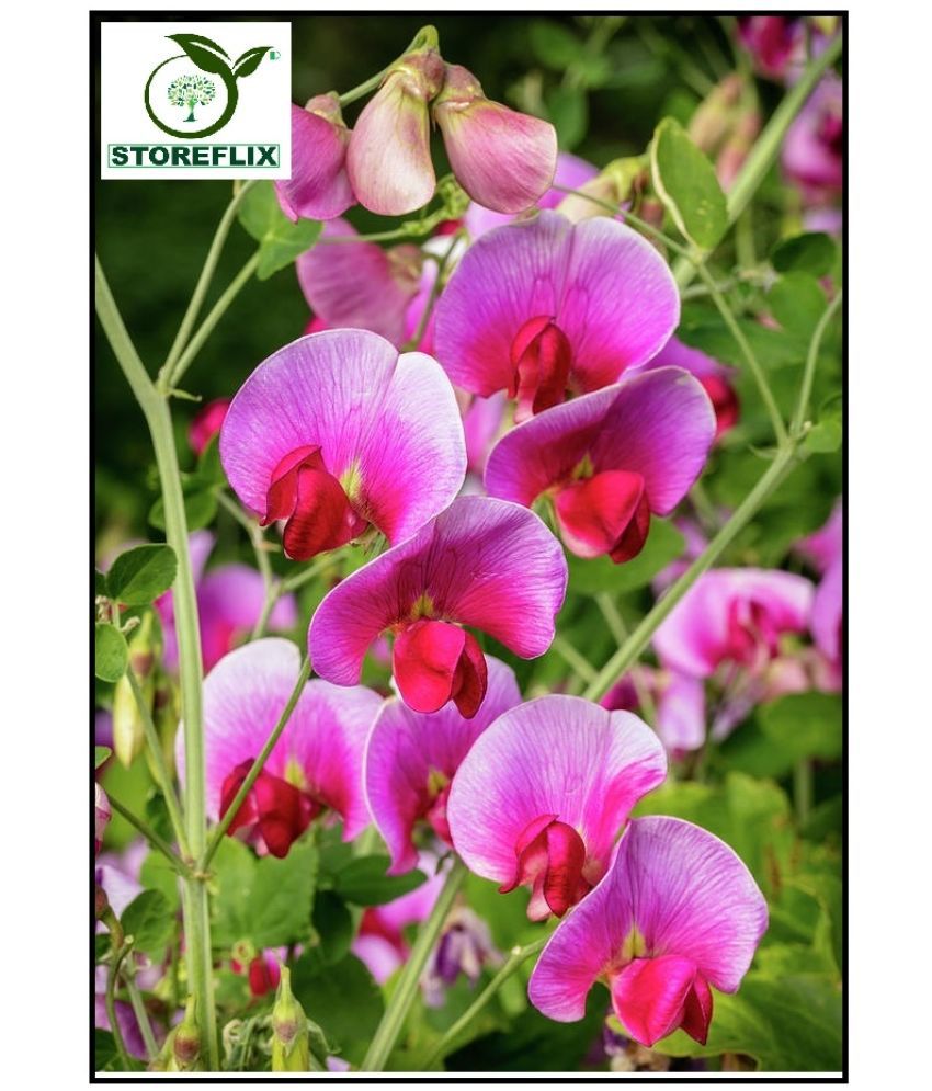     			STOREFLIX SWEET PEA COLOR MIX VARIETY Seed (20 per packet) WITH FREE COCOPEAT SOIL AND USER MANUAL