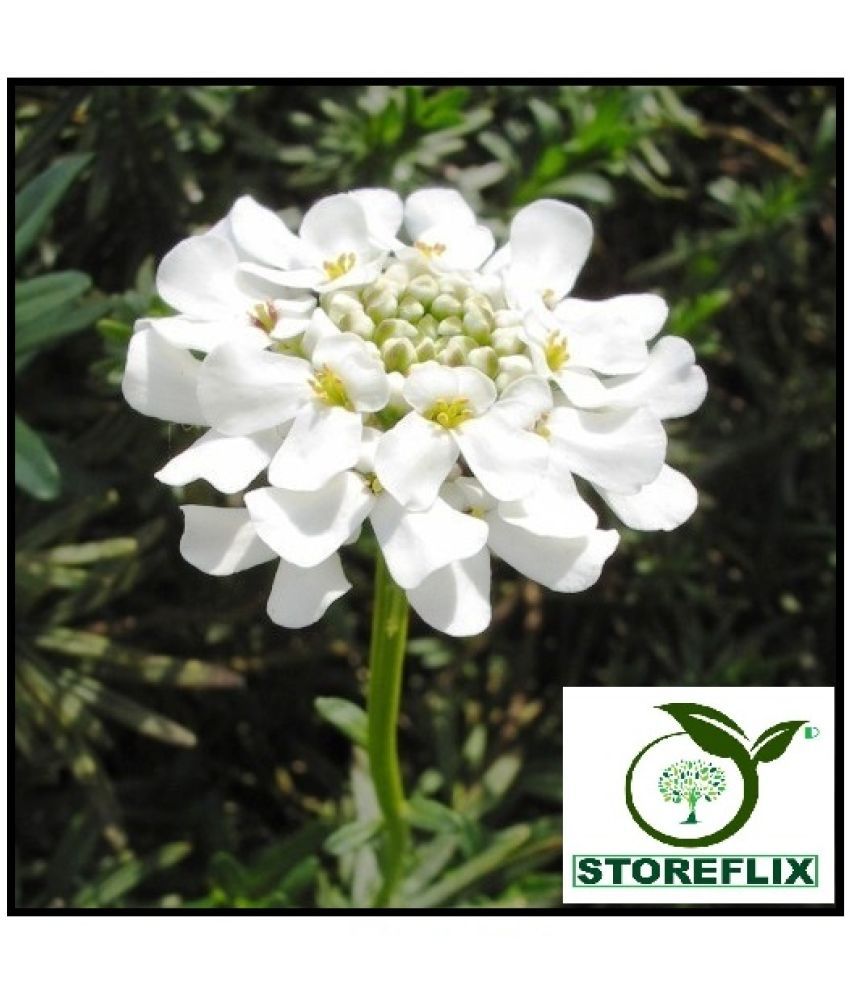     			STOREFLIX candytuft COLOR MIX VARIETY FLOWER PLANT Seed (30 per packet) WITH FREE COCOPEAT SOIL AND USER MANUAL