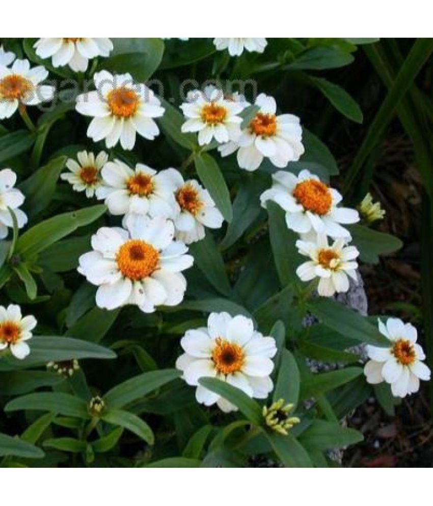     			Zinnia white Flowering Seeds - (30 Seeds)