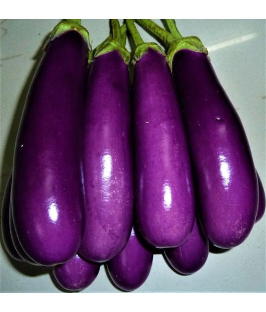     			Brinjal Purple Long - Desi Vegetable Seeds