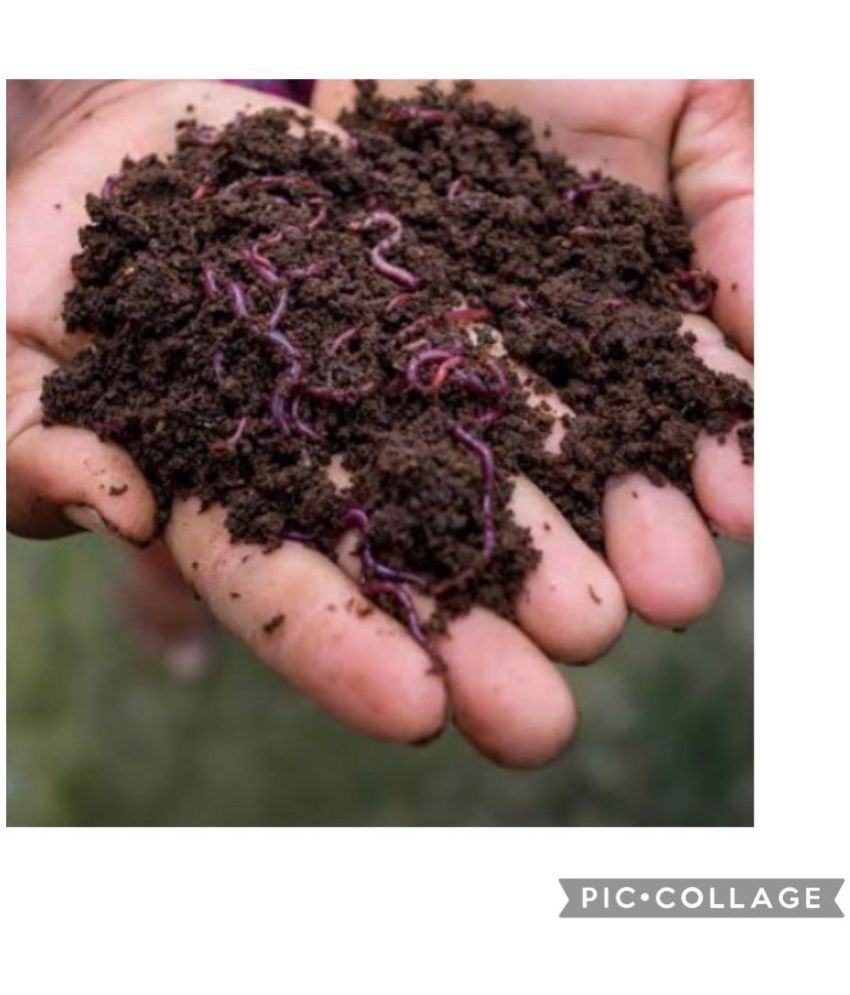 1kg Buy 1kg Online at Low Price Snapdeal