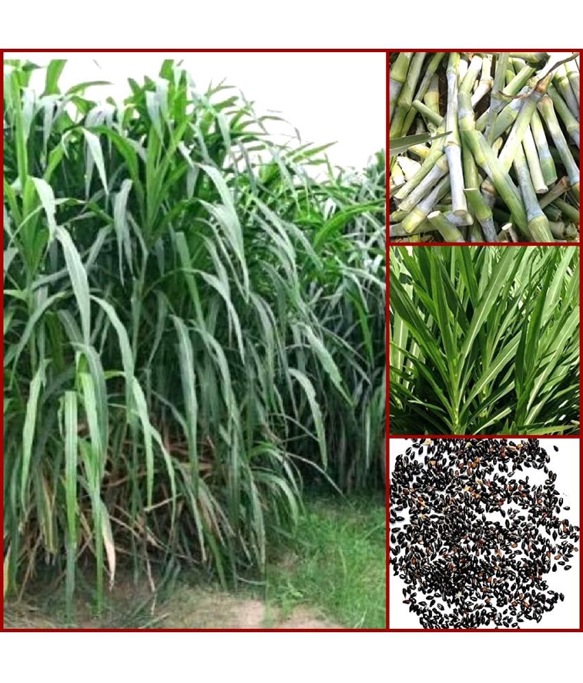     			super napier grass pack of 500 seeds WITH USE MANUAL FOR OUTDOOR GARDENING USE ( USED IN ANIMAL FOOD)