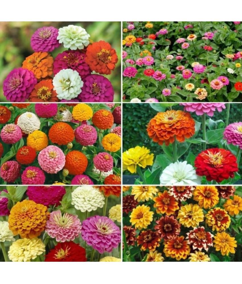     			zinnia flower 25 seed pack more than 10 colors flower seed ( 25 seed )