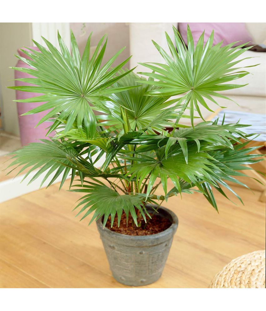     			ARECA PALM PLANT 5 SEEDS PACK FOR HOME GARDENING USE INDOOR OUTDOOR WITH FREE COCO PEAT COMBO PACK WITH USER MANUAL