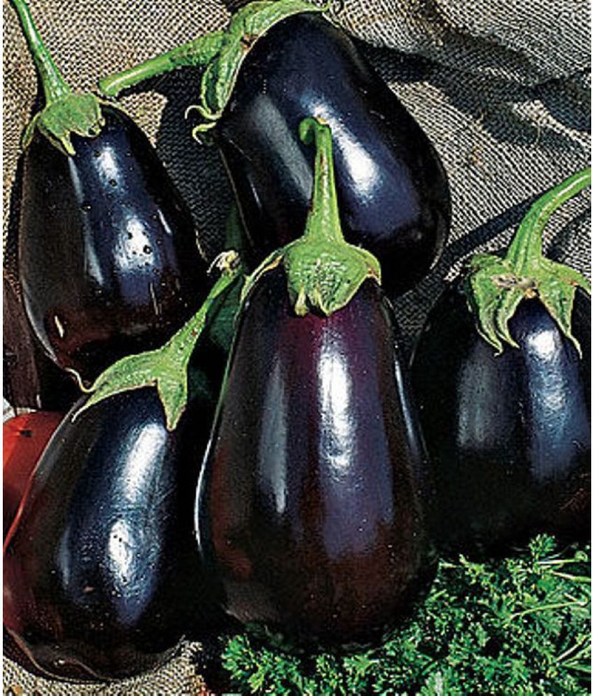     			BRINJAL ROUND SEEDS- baingan Bataun- Brinjal Desi Seeds Eggplant Vegetables