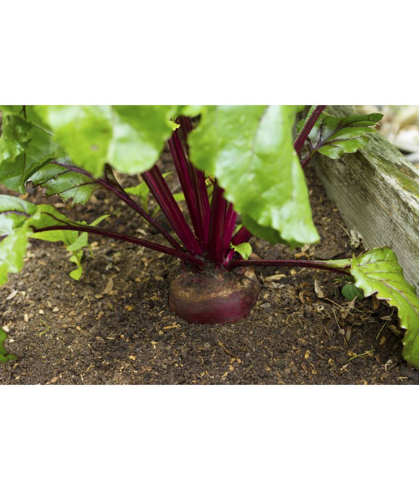     			Beetroot 50 seeds high germination seeds with instruction manual