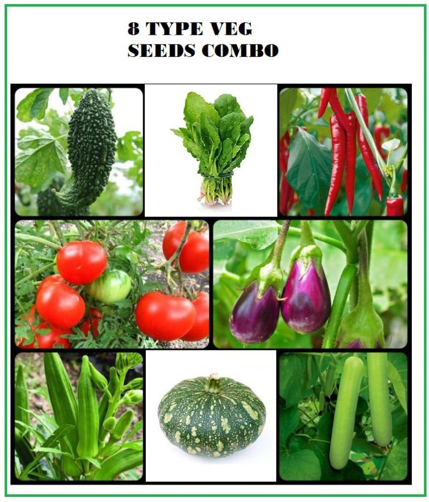     			COMBO OF 8 DIFFERENT TYPE VEGETABLE PLANT SEEDS PACK MORE THAN 150 SEEDS PACK WITH USER manual FOR HOME GARDENUNG USE